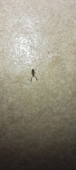 Cheliferidae