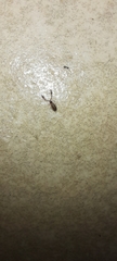 Cheliferidae