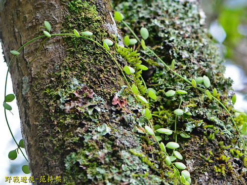 Dischidia formosana iNat (2)