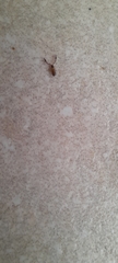 Cheliferidae