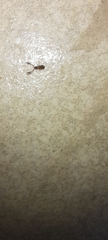 Cheliferidae