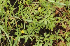 Potentilla flagellaris
