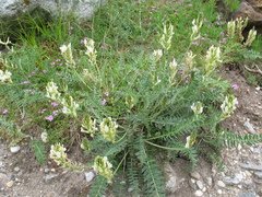 Oxytropis baicalia