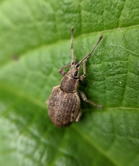 Peritelus sphaeroides