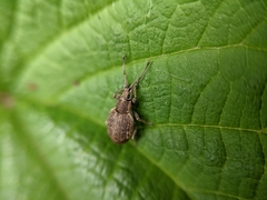 Peritelus sphaeroides