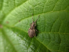 Peritelus sphaeroides