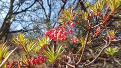 Comarostaphylis discolor