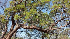 Comarostaphylis discolor