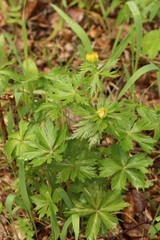 Trollius asiaticus