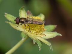 Platycheirus scutatus