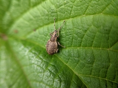 Peritelus sphaeroides