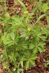 Trollius asiaticus