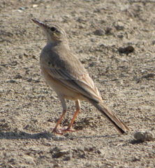 Anthus similis
