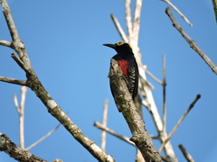 Melanerpes cruentatus
