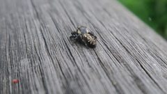 Macaroeris nidicolens