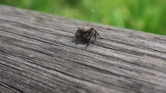 Macaroeris nidicolens