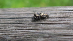 Macaroeris nidicolens