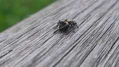 Macaroeris nidicolens