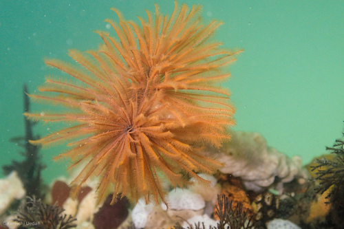 Eudistylia polymorpha