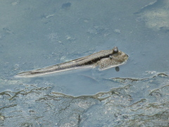 Periophthalmodon schlosseri