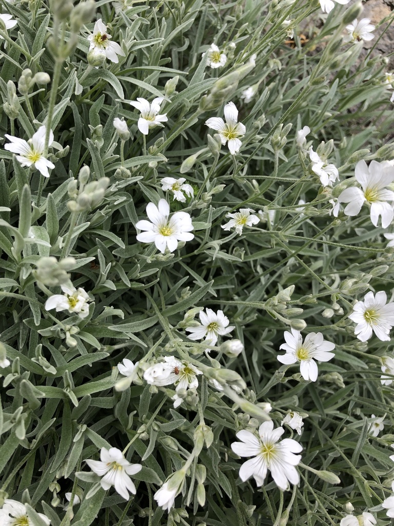 Cerastium tomentosum