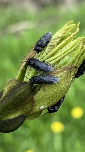 Black Ash Sawfly