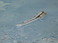 Periophthalmodon schlosseri