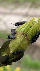 Tomostethus nigritus