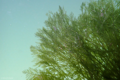 Bryopsis corticulans