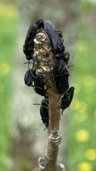 Tomostethus nigritus