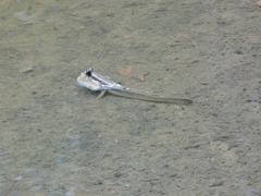 Periophthalmodon schlosseri