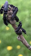 Tomostethus nigritus