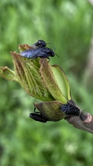 Tomostethus nigritus