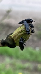 Tomostethus nigritus