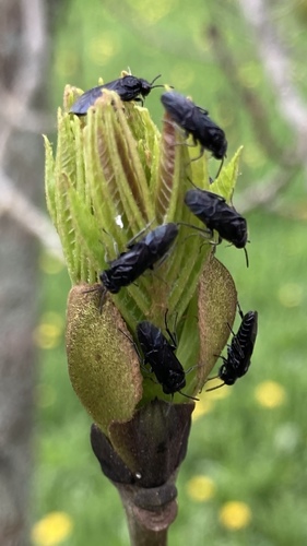 Black Ash Sawfly