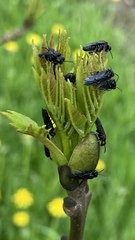 Tomostethus nigritus