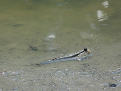 Periophthalmodon schlosseri