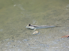 Periophthalmodon schlosseri