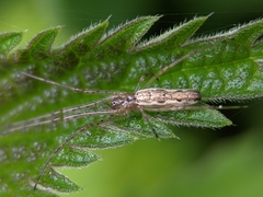 Tetragnatha
