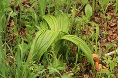 Veratrum nigrum
