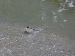 Periophthalmodon schlosseri