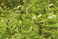 Spiraea media