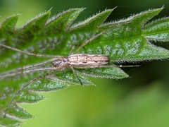 Tetragnatha