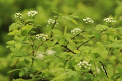 Spiraea media