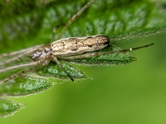 Tetragnatha