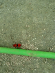 Dasymutilla erythrina