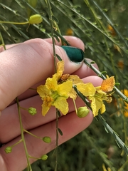 Parkinsonia aculeata