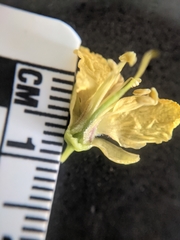 Parkinsonia aculeata