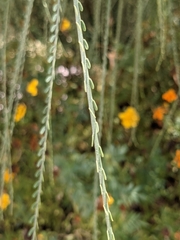 Parkinsonia aculeata