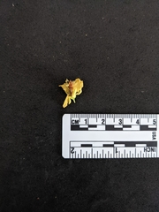 Parkinsonia aculeata